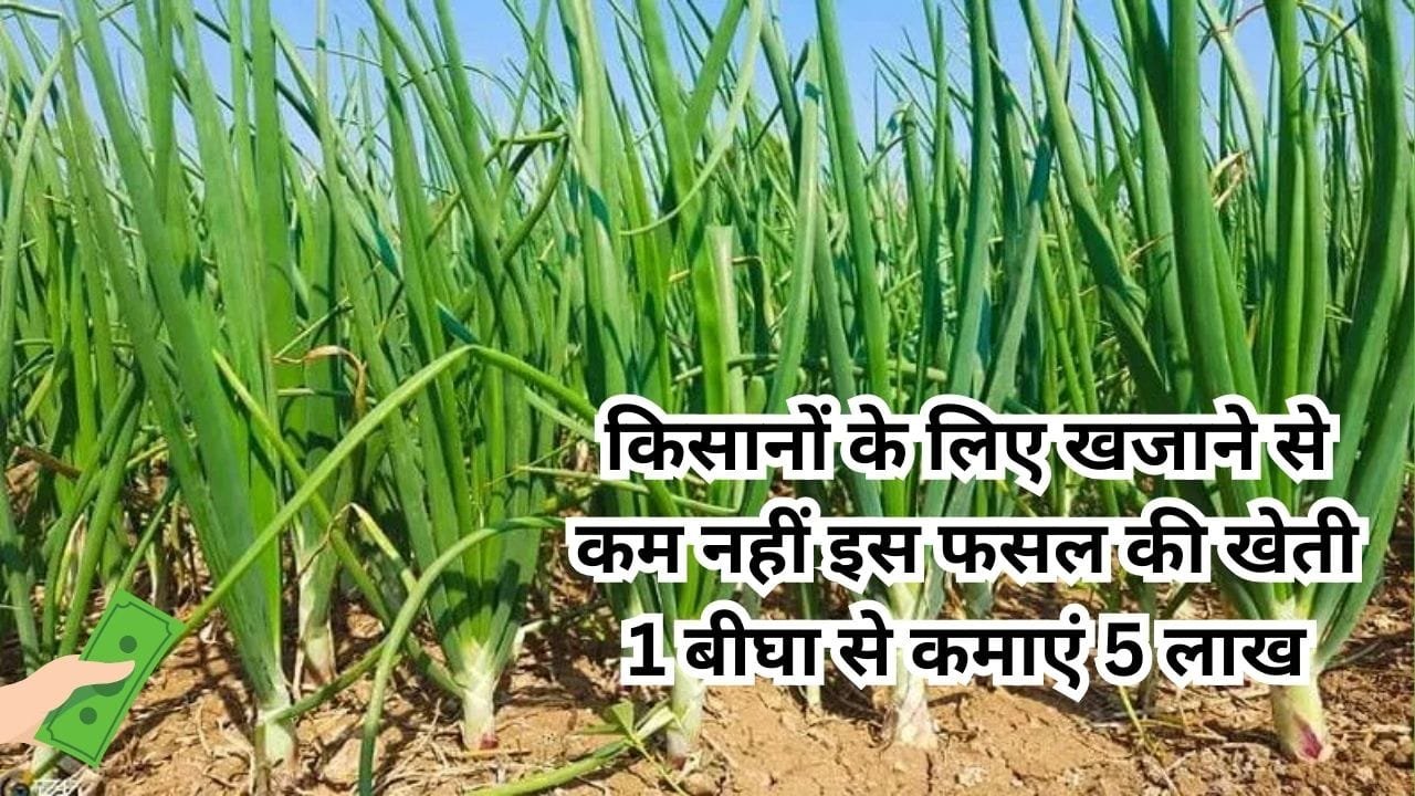 Agriculture Tips: किसानों के लिए खजाने से कम नहीं इस फसल की खेती, 1 बीघा से कमाएं 5 लाख बंपर पैदावार कर देगी मालामाल, जाने नाम