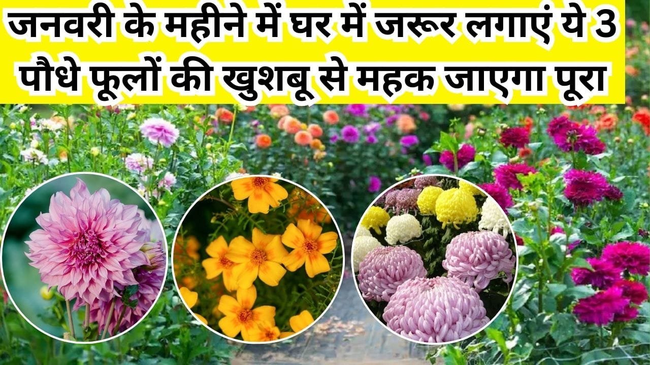 Gardening tips: जनवरी के महीने में घर में जरूर लगाएं ये 3 पौधे, फूलों की खुशबू से महक जाएगा पूरा घर पूजा पाठ में भी आएंगे काम, जाने नाम