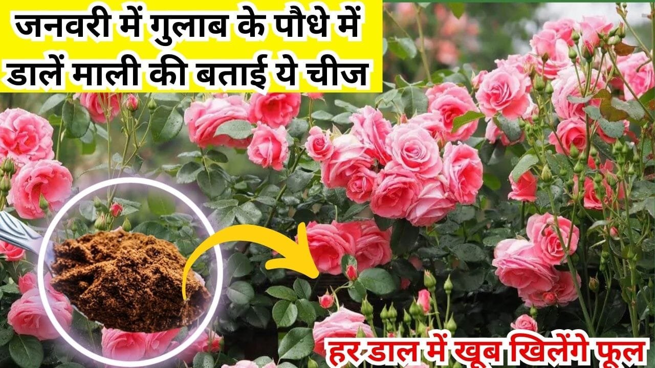 Gardening tips: जनवरी में गुलाब के पौधे की ऐसे करें देखरेख, हर डाल में खूब खिलेंगे फूल बस पौधे में डालें माली की बताई ये चीज