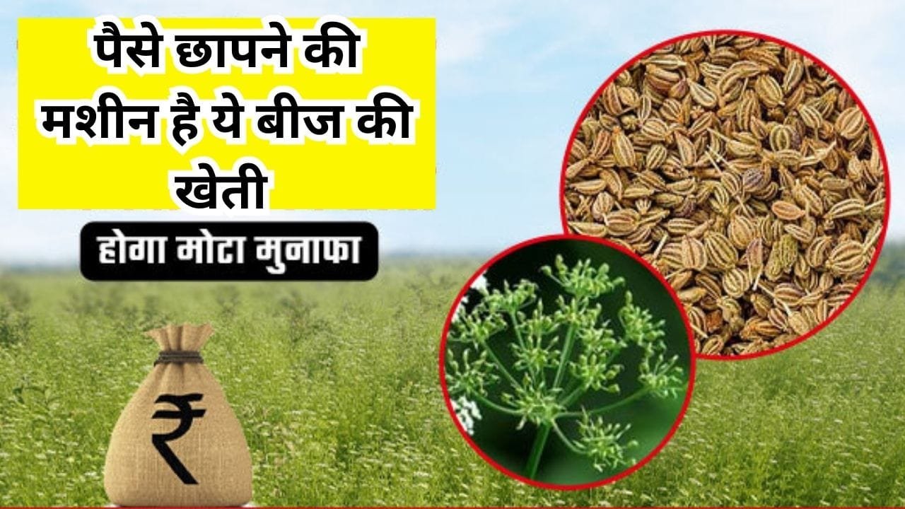 पैसे छापने की मशीन है ये खुशबूदार बीज की खेती, 1 एकड़ में खेती से होगी मोटी कमाई खेती कर किसान बन जाएंगे धन्ना सेठ, जाने नाम