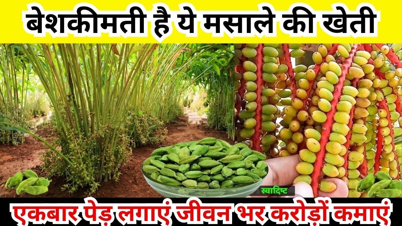 बेशकीमती है ये मसाले की खेती, मार्केट में बिकता है 5 हजार रूपए किलो एकबार पेड़ लगाएं जीवन भर करोड़ों कमाएं, जाने नाम