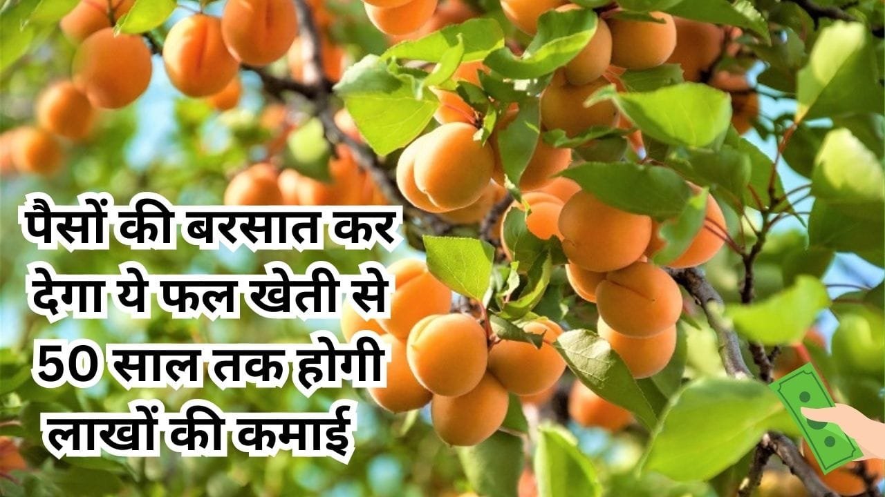 पैसों की बरसात कर देगा ये फल, खेती से 50 साल तक होगी लाखों में कमाई बन जाएंगे मालामाल, जाने नाम और काम