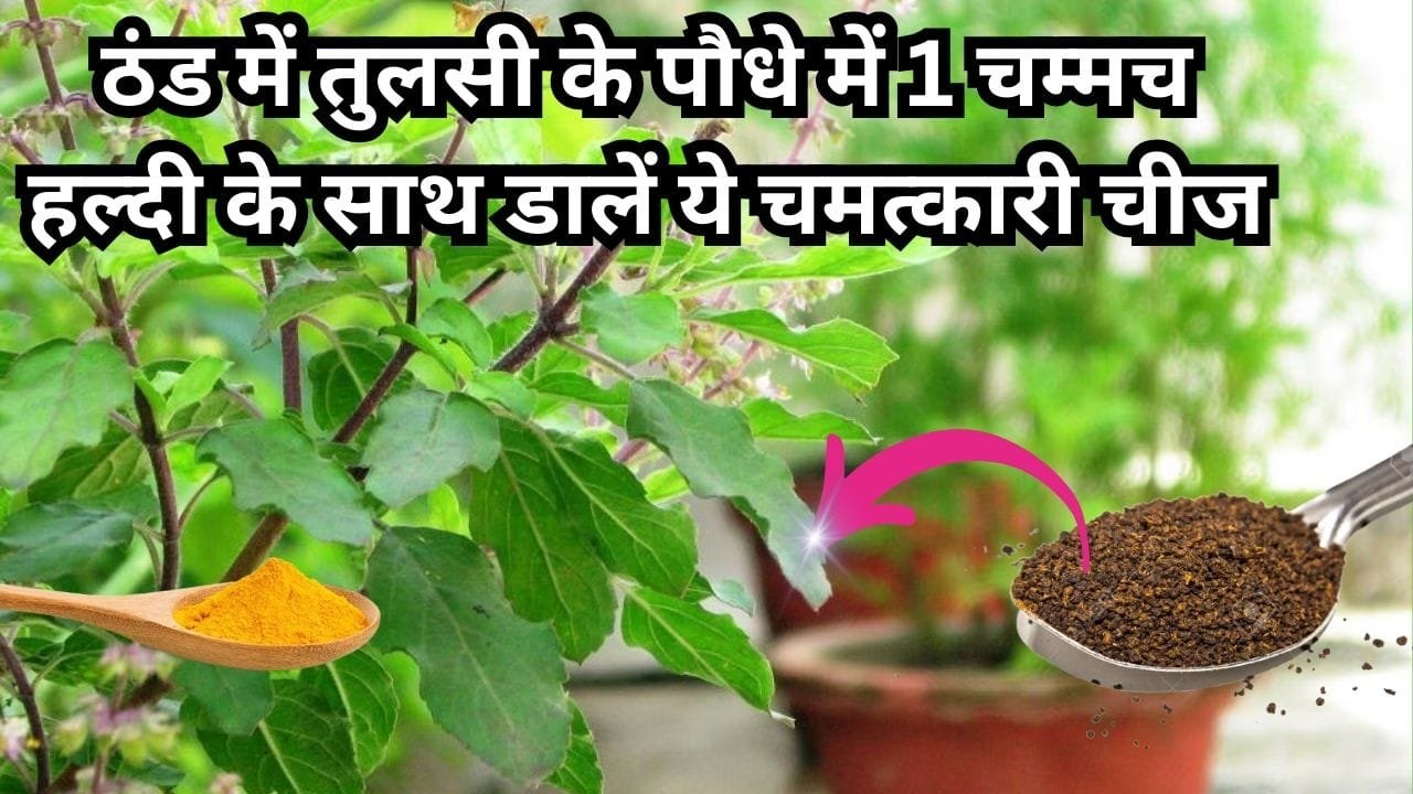 Gardening tips: ठंड में तुलसी के पौधे में 1 चम्मच हल्दी के साथ डालें ये चमत्कारी चीज, एक भी पत्ती पीली होकर नीचे नहीं गिरेगी हरा भरा घना होगा पौधा