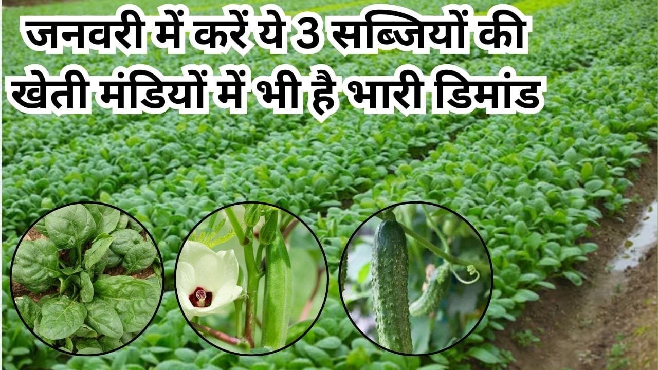 Agriculture Tips: जनवरी में करें ये 3 सब्जियों की खेती, मंडियों में भी है भारी डिमांड सिर्फ 50 दिनों में एक एकड़ से कमाएं 2 से 3 लाख