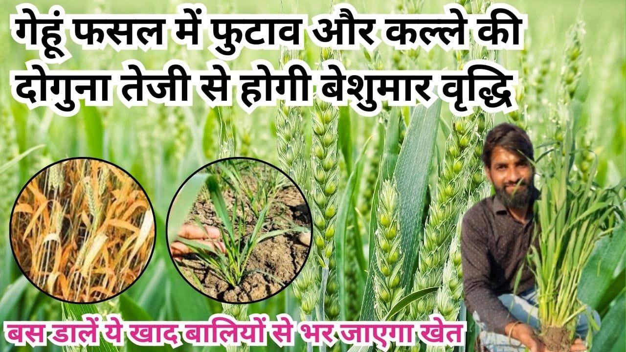 Agriculture Tips: गेहूं फसल में फुटाव और कल्ले की दोगुना तेजी से होगी बेशुमार वृद्धि, बस डालें ये खाद बालियों से भर जाएगा खेत