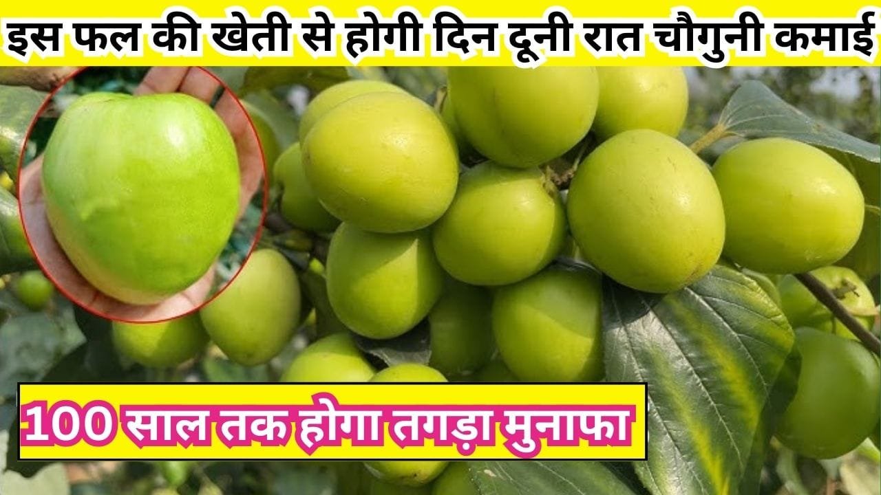 इस फल की खेती से होगी दिन दूनी रात चौगुनी कमाई, एकबार करें पौधों की रोपाई 100 साल तक होगी तगड़ी कमाई, जाने नाम