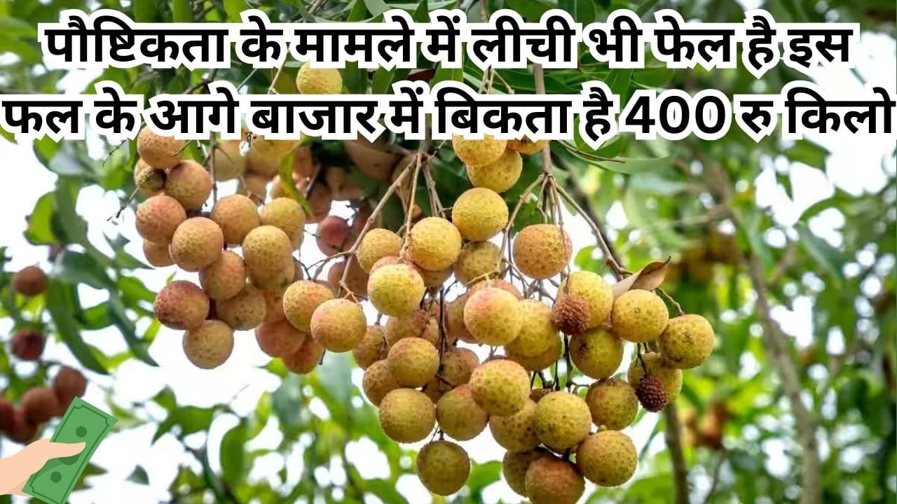 पौष्टिकता के मामले में लीची भी फेल है इस फल के आगे, बाजार में बिकता है 400 रूपए किलो खेती से होगी लाखों की कमाई, जाने नाम