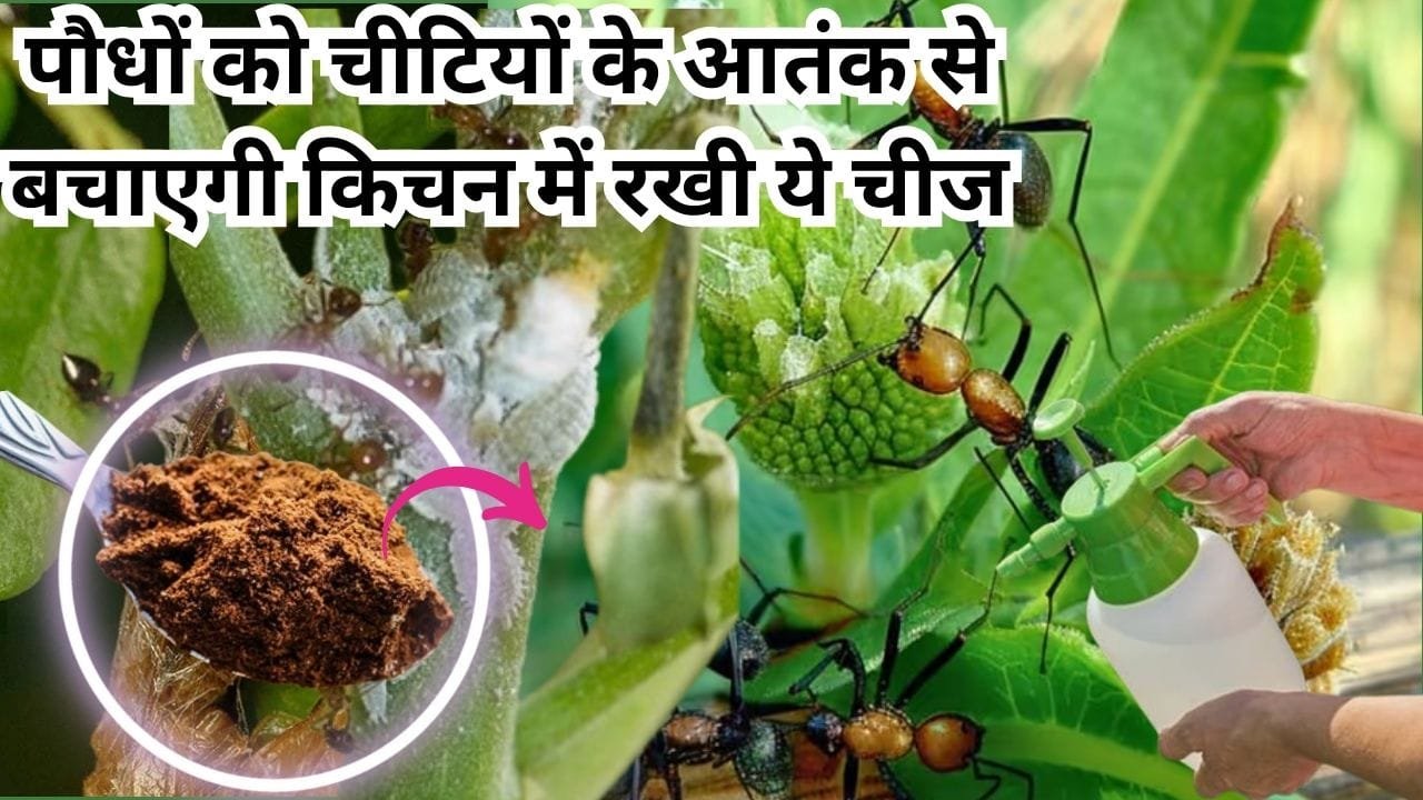 Gardening tips: पौधों को चीटियों के आतंक से बचाएगी किचन में रखी ये चीज, कीट रोग का नामोनिशान भी होगा जड़ से खत्म, जाने नाम