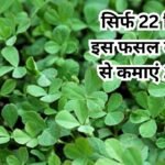 सिर्फ 22 दिनों में इस फसल की खेती से कमाएं 2 लाख, मार्केट में दोगुनी तेजी से खूब बढ़ गई है डिमांड, जाने नाम और काम