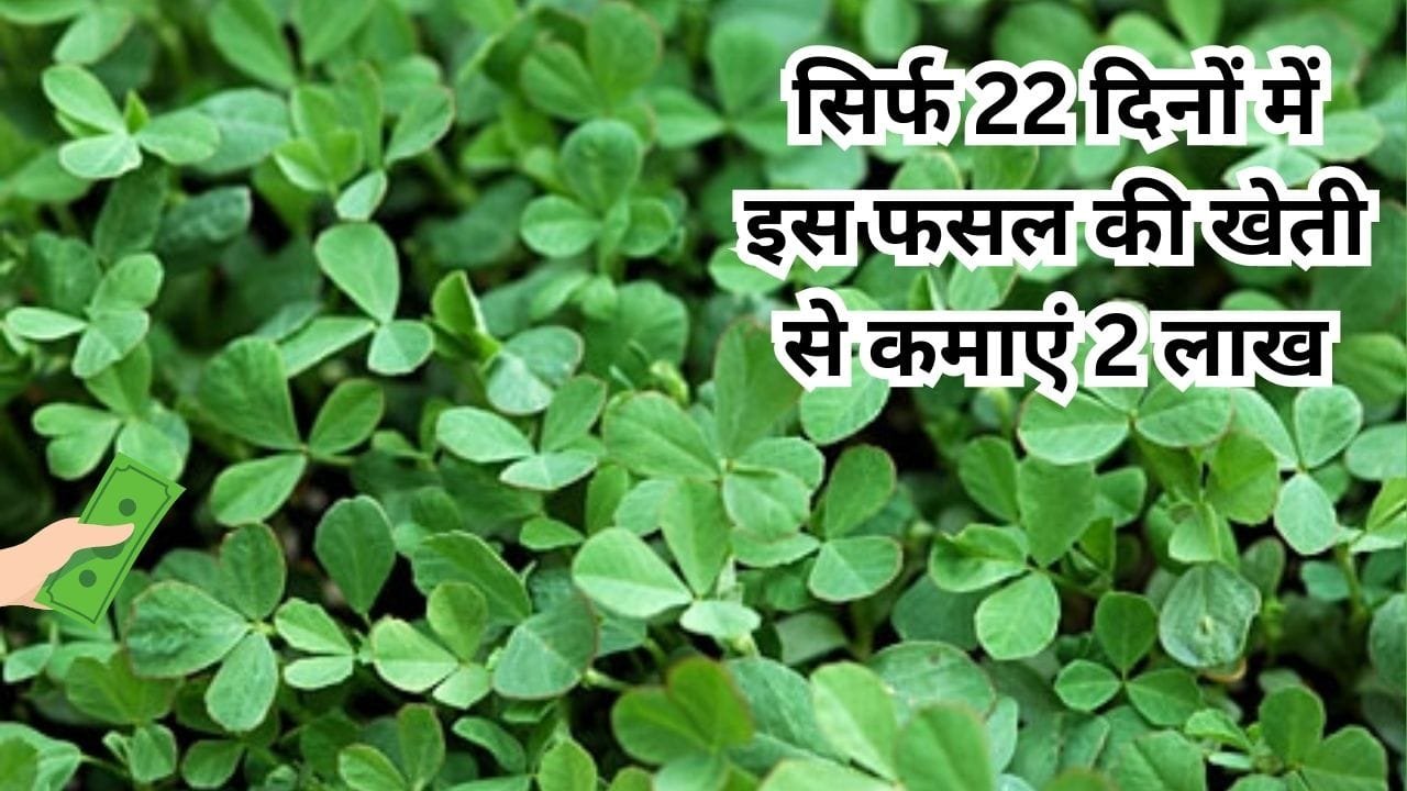 सिर्फ 22 दिनों में इस फसल की खेती से कमाएं 2 लाख, मार्केट में दोगुनी तेजी से खूब बढ़ गई है डिमांड, जाने नाम और काम