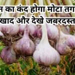 Agriculture Tips: लहसून का कंद होगा मोटा तगड़ा, बस डालें ये खाद और देखे जबरदस्त कमाल बंपर उत्पादन के भर जाएंगे भंडार