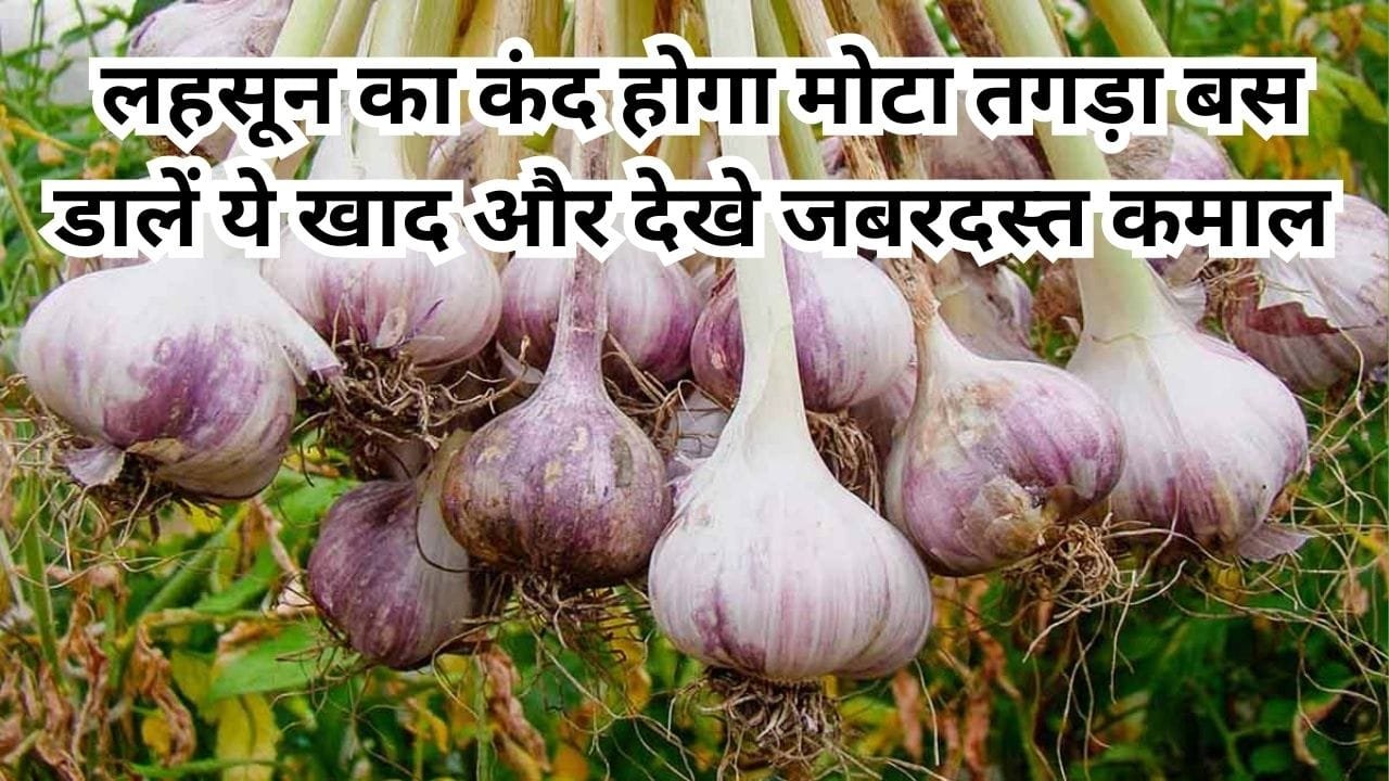 Agriculture Tips: लहसून का कंद होगा मोटा तगड़ा, बस डालें ये खाद और देखे जबरदस्त कमाल बंपर उत्पादन के भर जाएंगे भंडार