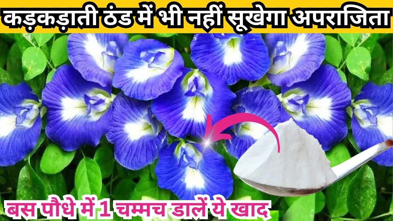 Gardening tips: कड़कड़ाती ठंड में भी नहीं सूखेगा अपराजिता, बस पौधे में 1 चम्मच डालें ये खाद अनगिनत फूलों की होगी बौछार, जाने नाम