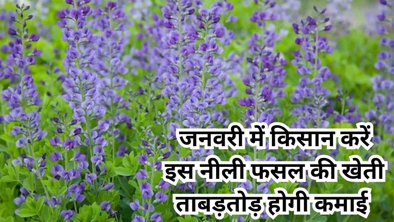 जनवरी में किसान करें इस नीली फसल की खेती, ताबड़तोड़ होगी कमाई मार्केट में सालभर रहती है खूब डिमांड, जाने नाम और काम