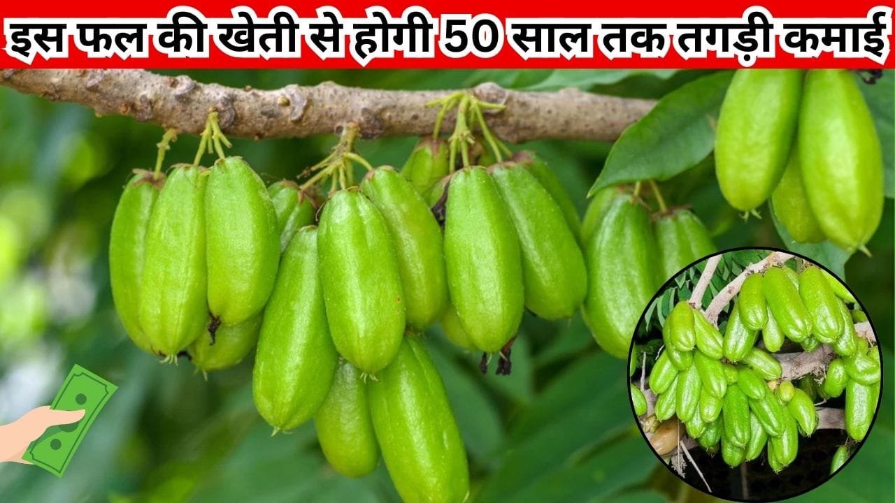 एकबार करें इस फल के पौधे की रोपाई, 50 साल तक होगी लाखों की कमाई 1 एकड़ में खेती कर हो जाएंगे मालामाल, जाने नाम