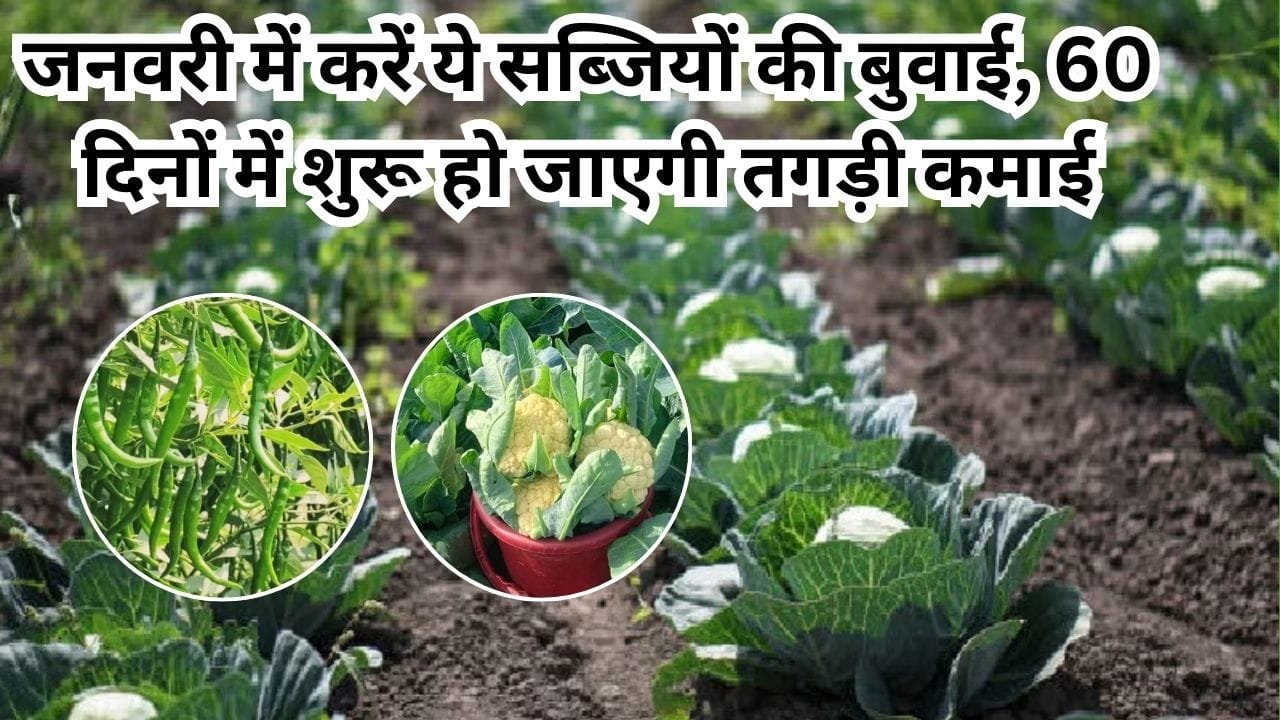 Agriculture Tips: जनवरी में करें ये सब्जियों की बुवाई, 60 दिनों में शुरू हो जाएगी तगड़ी कमाई मार्केट में खूब मांग, जाने नाम