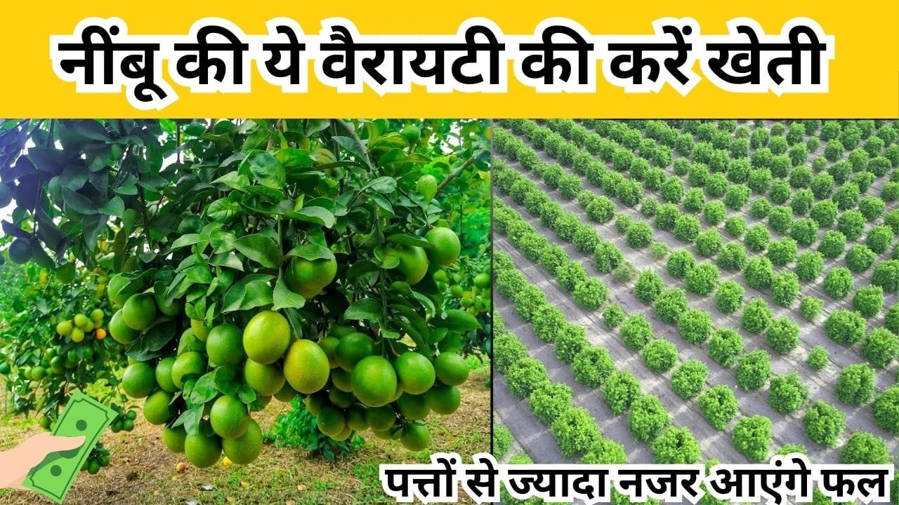 नींबू की ये वैरायटी की करें खेती, पत्तों से ज्यादा नजर आएंगे फल उत्पादन समेत मुनाफा देख उड़ जाएंगे होश खेती से बन जाएंगे धन्ना सेठ, जाने नाम