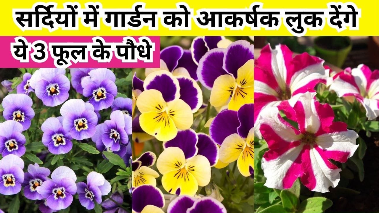 Gardening tips: सर्दियों में गार्डन को आकर्षक लुक देंगे ये 3 फूल के पौधे, कम देखरेख में भी गार्डन की खूबसूरती में लग जाएंगे चार चांद