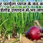 Agriculture Tips: ये सीक्रेट फार्मूला प्याज के कंद को करेगा मोटा, रेकॉर्डतोड़ उत्पादन से भर जाएंगे गोदाम मार्केट में भी रहती है सालभर खूब डिमांड