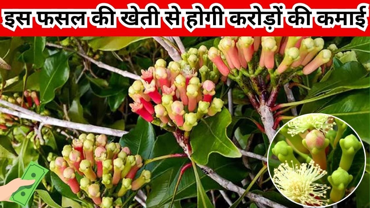 इस खुशबूदार फसल की करें बुवाई 100 साल तक होगी करोड़ों की कमाई, खेती से बदल जाएगी लाइफ बाजार में है खूब डिमांड, जाने नाम
