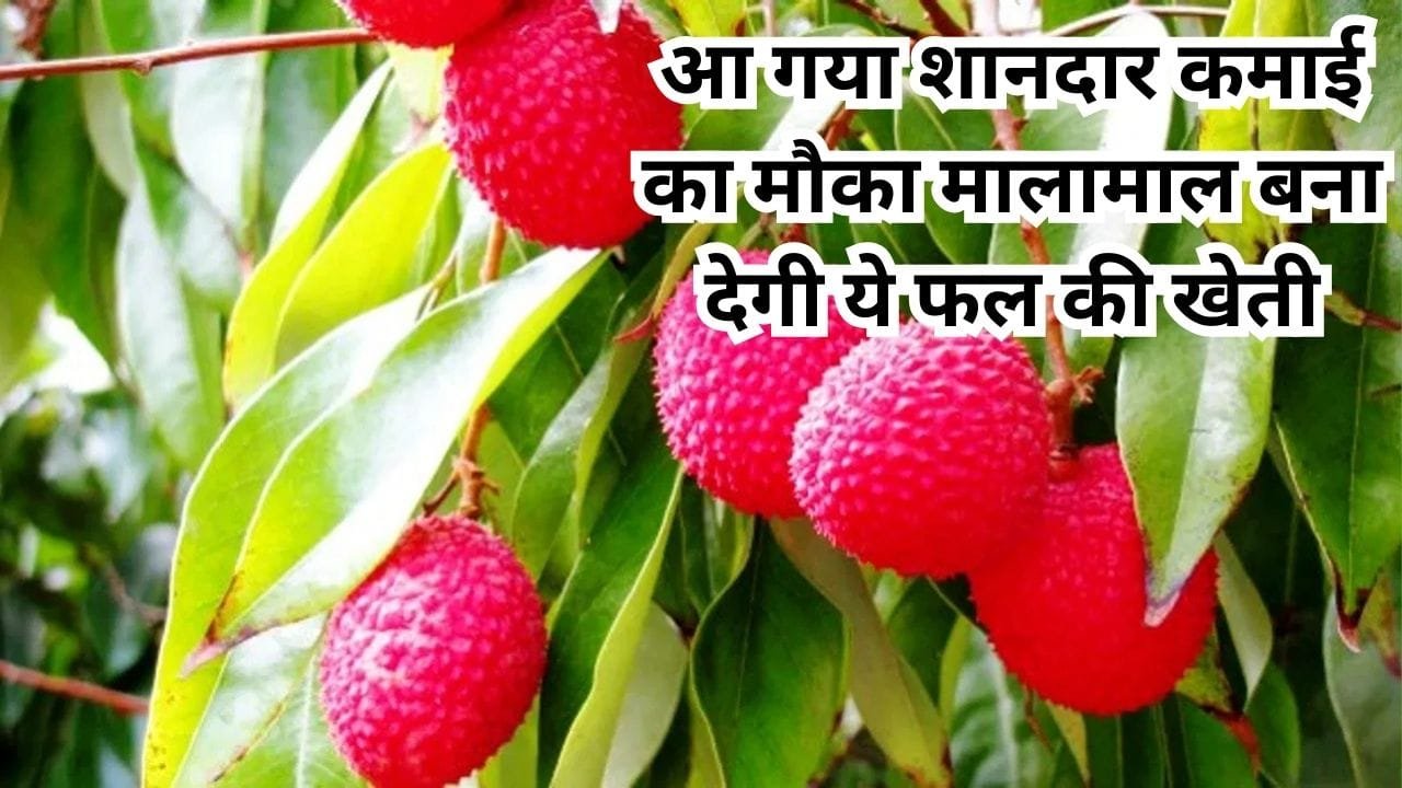 आ गया शानदार कमाई का मौका, मालामाल बना देगी ये फल की खेती 1 एकड़ में होगा छप्परफाड़ उत्पादन, जाने नाम