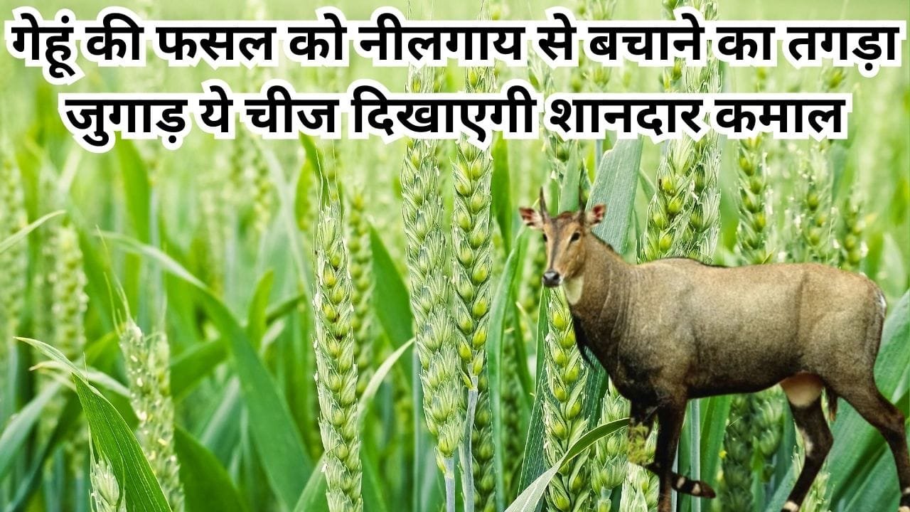 Agriculture tips: गेहूं की फसल को नीलगाय से बचाने का तगड़ा जुगाड़, ये चीज जानवरों को भगाने में दिखाएगी शानदार कमाल, जाने नाम