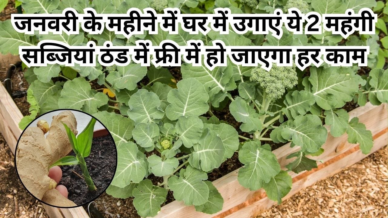Gardening tips: जनवरी के महीने में घर में उगाएं ये 2 महंगी सब्जियां, ठंड के मौसम में फ्री में हो जाएगा हर काम, जाने नाम