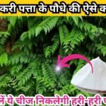 Gardening tips: सर्दियों में करी पत्ता के पौधे की ऐसे करें देखभाल, ये चीज पौधे को पाले और कीट से बचाएगी हर बार निकलेगी हरी-हरी पत्तियां