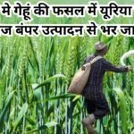 Agriculture tips: जनवरी मे गेहूं की फसल में यूरिया के साथ डालें ये चमत्कारी चीज, बंपर उत्पादन से भर जाएंगे भंडार, जाने नाम