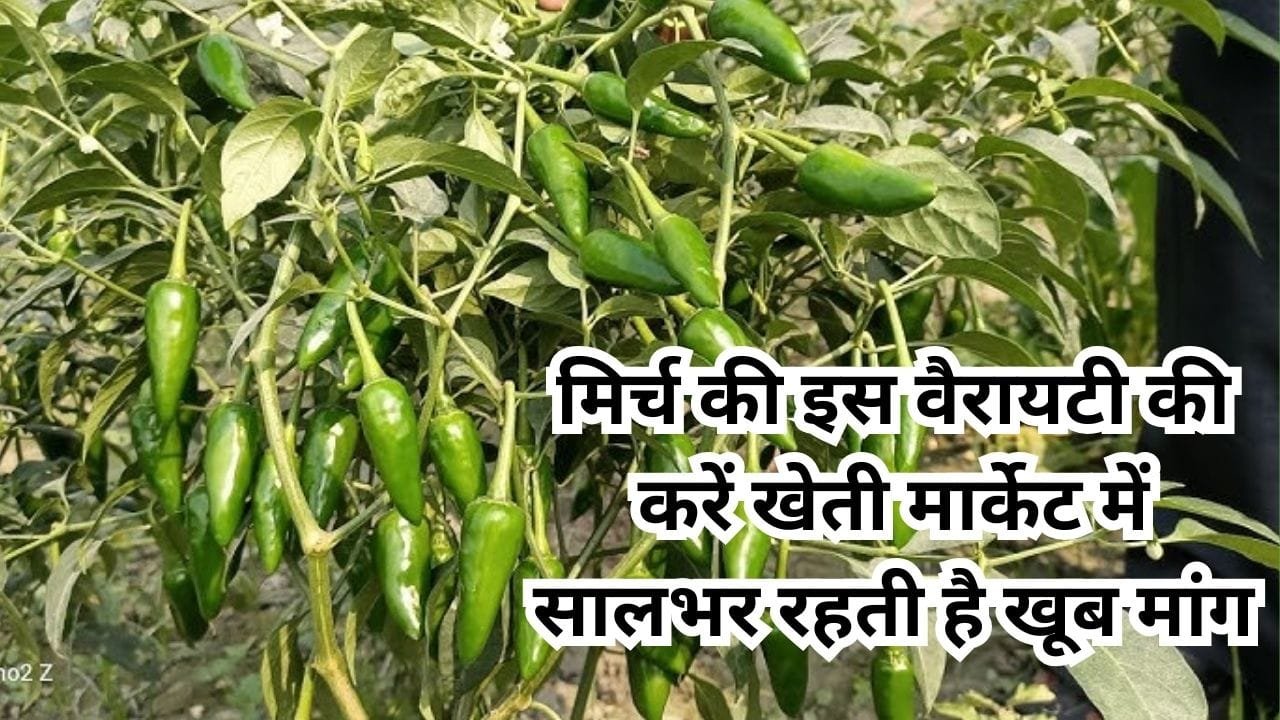 मिर्च की इस वैरायटी की करें खेती, 1 बीघा में होगी ताबड़तोड़ कमाई मार्केट में सालभर रहती है खूब मांग, जाने नाम और काम