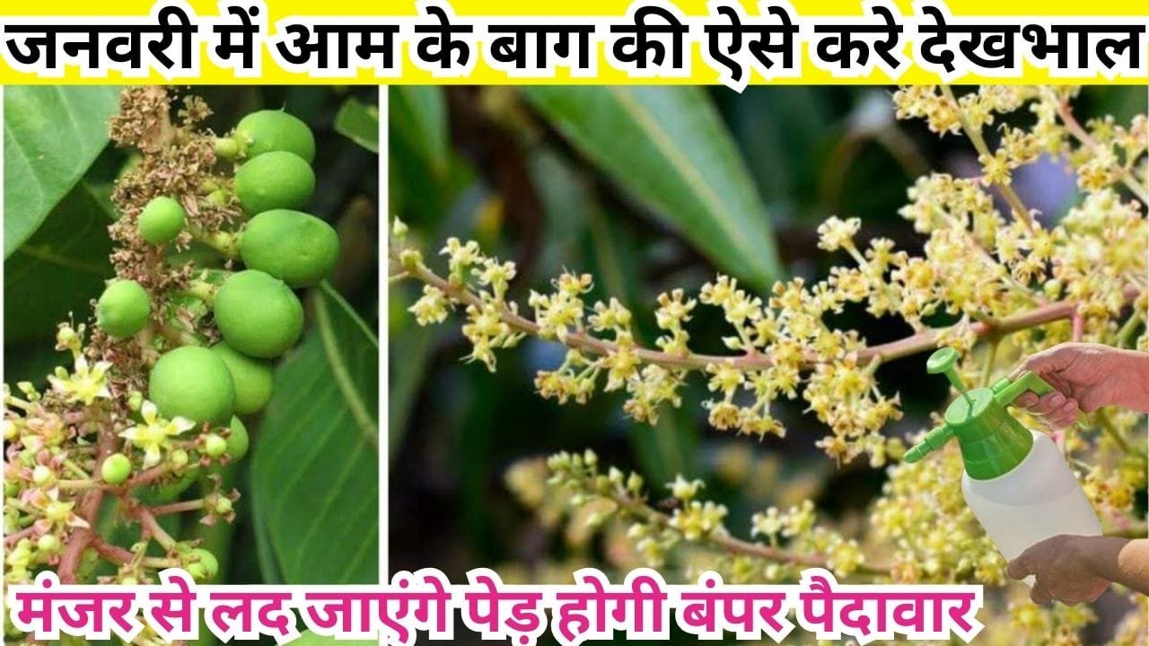 Agriculture tips: जनवरी में आम के बाग की ऐसे करे देखभाल, कीट-रोगों का होगा जड़ से सफाया मंजर से लद जाएंगे पेड़ होगी बंपर पैदावार