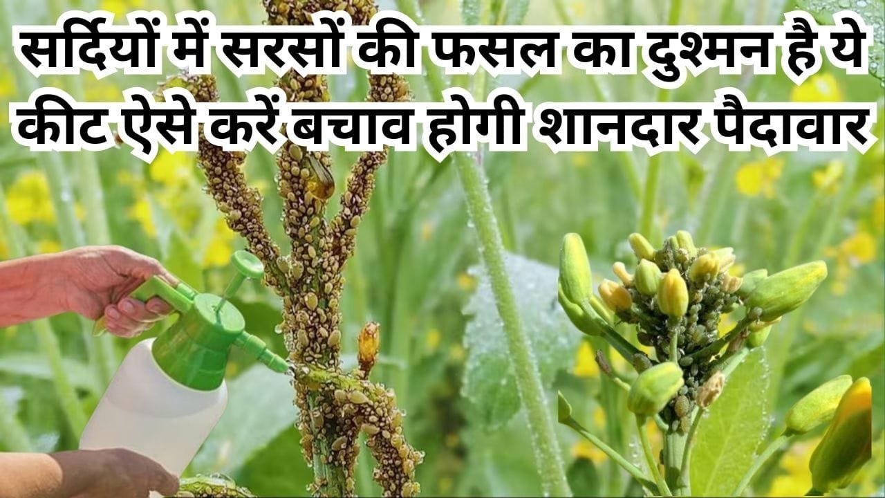 Agriculture tips: सर्दियों के मौसम में सरसों की फसल का दुश्मन है ये कीट, ऐसे करें बचाव होगी शानदार पैदावार