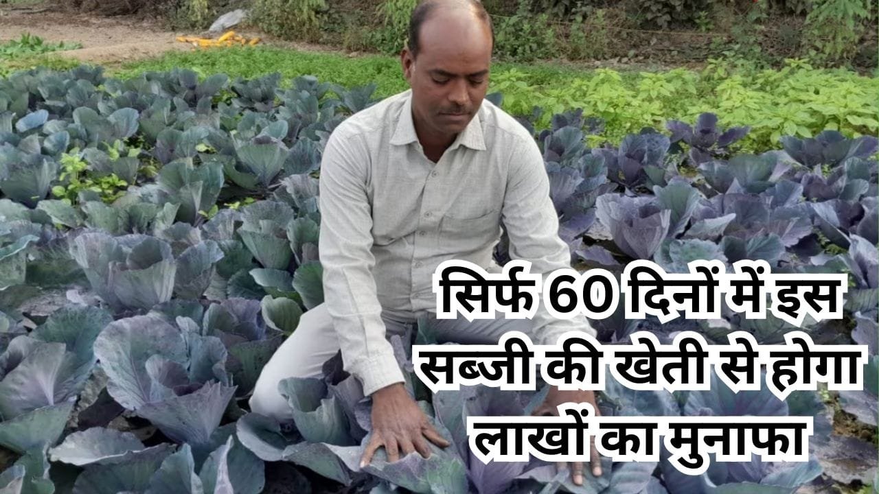 सिर्फ 60 दिनों में तैयार होती है ये नीली सब्जी की खेती, 1 एकड़ में खेती से होगा लाखों का मुनाफा विदेशों में भी है खूब डिमांड, जाने नाम