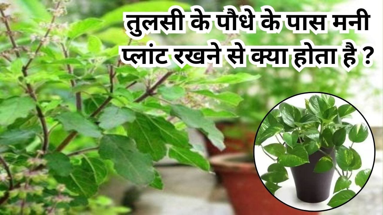 तुलसी के पौधे के पास मनी प्लांट रखने से क्या होता है! क्या देखने मिलेंगे शुभ परिणाम, जानिए क्या कहता है वास्तु शास्त्र