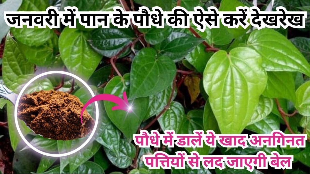 Gardening tips: जनवरी में पान के पौधे की ऐसे करें देखरेख, माली ने बताया राज की पौधे में बस डालें ये खाद अनगिनत पत्तियों से लद जाएगी बेल