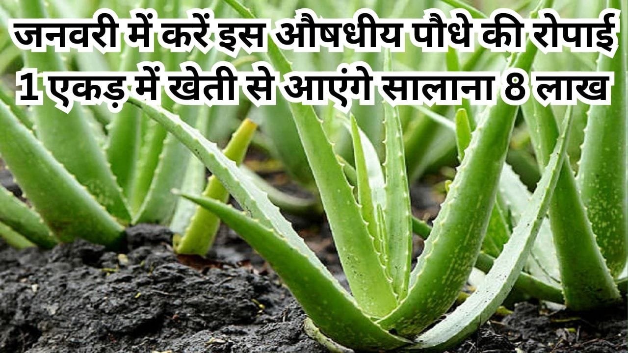 जनवरी में करें इस औषधीय पौधे की रोपाई, एक एकड़ में खेती से आएंगे सालाना 8 लाख रूपए मार्केट में है खूब डिमांड, जाने नाम