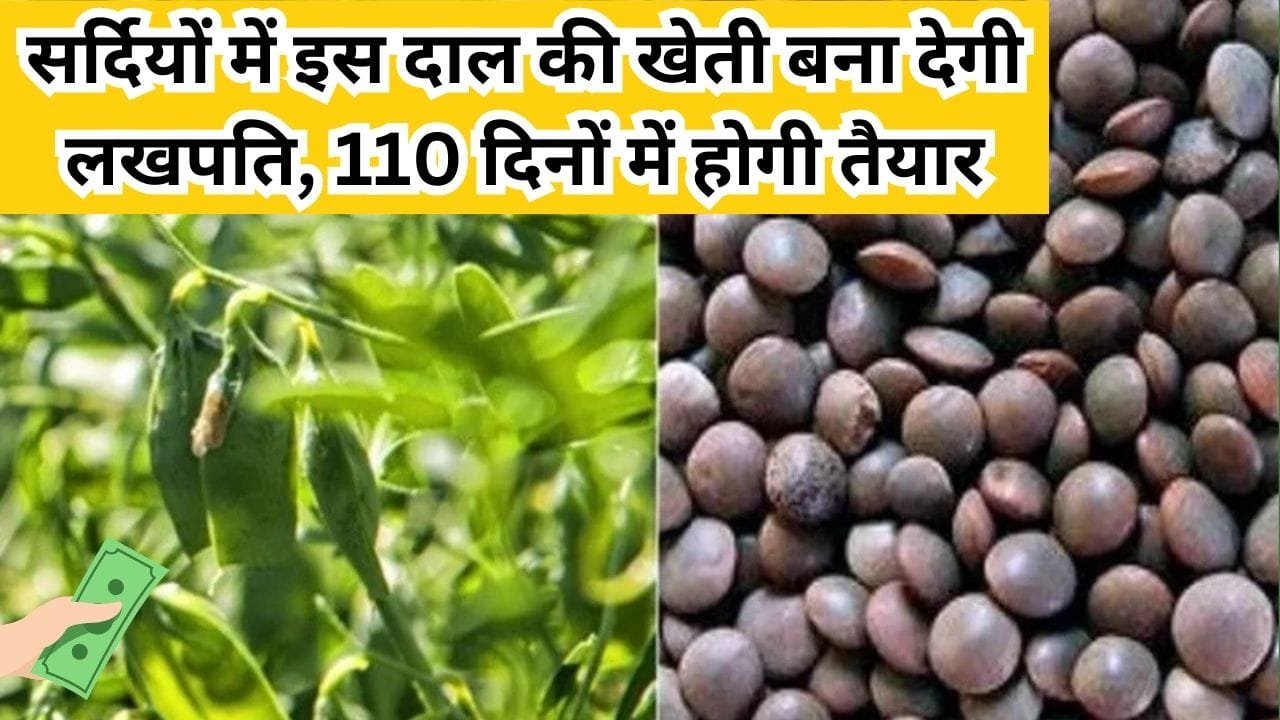 सर्दियों में इस दाल की खेती बना देगी लखपति, 110 दिनों में होगी तैयार खेती-बाड़ी से बना देगी धन्ना सेठ, जाने नाम और काम