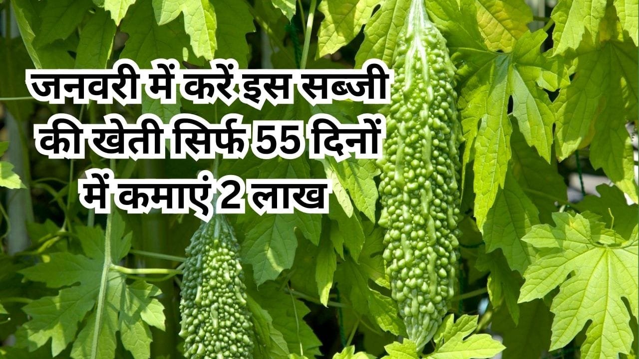 जनवरी के महीने में करें इस सब्जी की खेती, 55 दिनों में एक एकड़ से कमाएं 2 लाख रूपए, जाने बुवाई का आसान तरीका