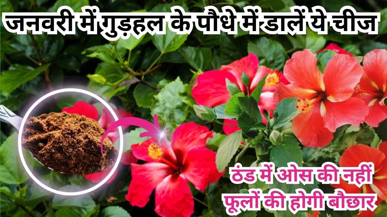 Gardening tips: जनवरी में गुड़हल के पौधे में 1 चम्मच डालें ये चीज, हर डाल में खूब खिलेंगे फूल ठंड में ओस की नहीं फूलों की होगी बौछार