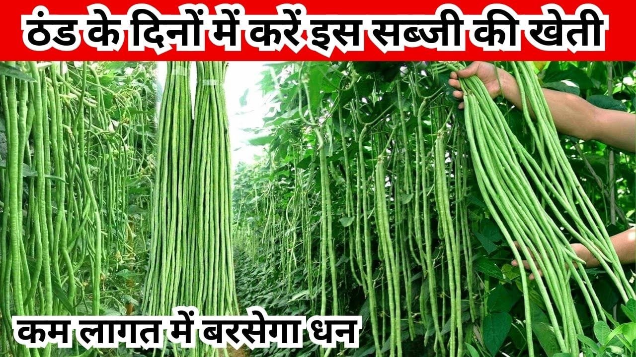 किसान भाई ठंड के दिनों में करें इस सब्जी की खेती, कम लागत में बरसेगा छप्परफाड़ धन मार्केट में है खूब मांग, जाने नाम