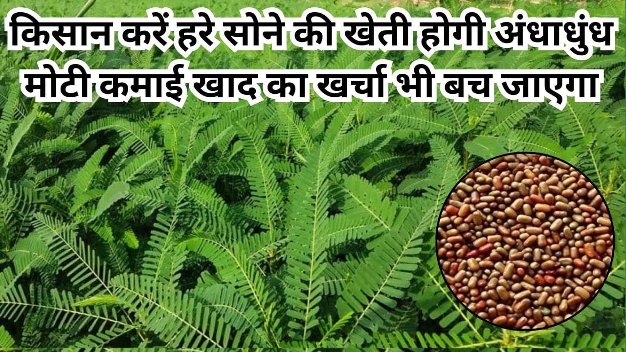 किसान करें इस हरे सोने की खेती, रोजाना होगी अंधाधुंध मोटी कमाई खाद का खर्चा भी बच जाएगा, जाने नाम और काम