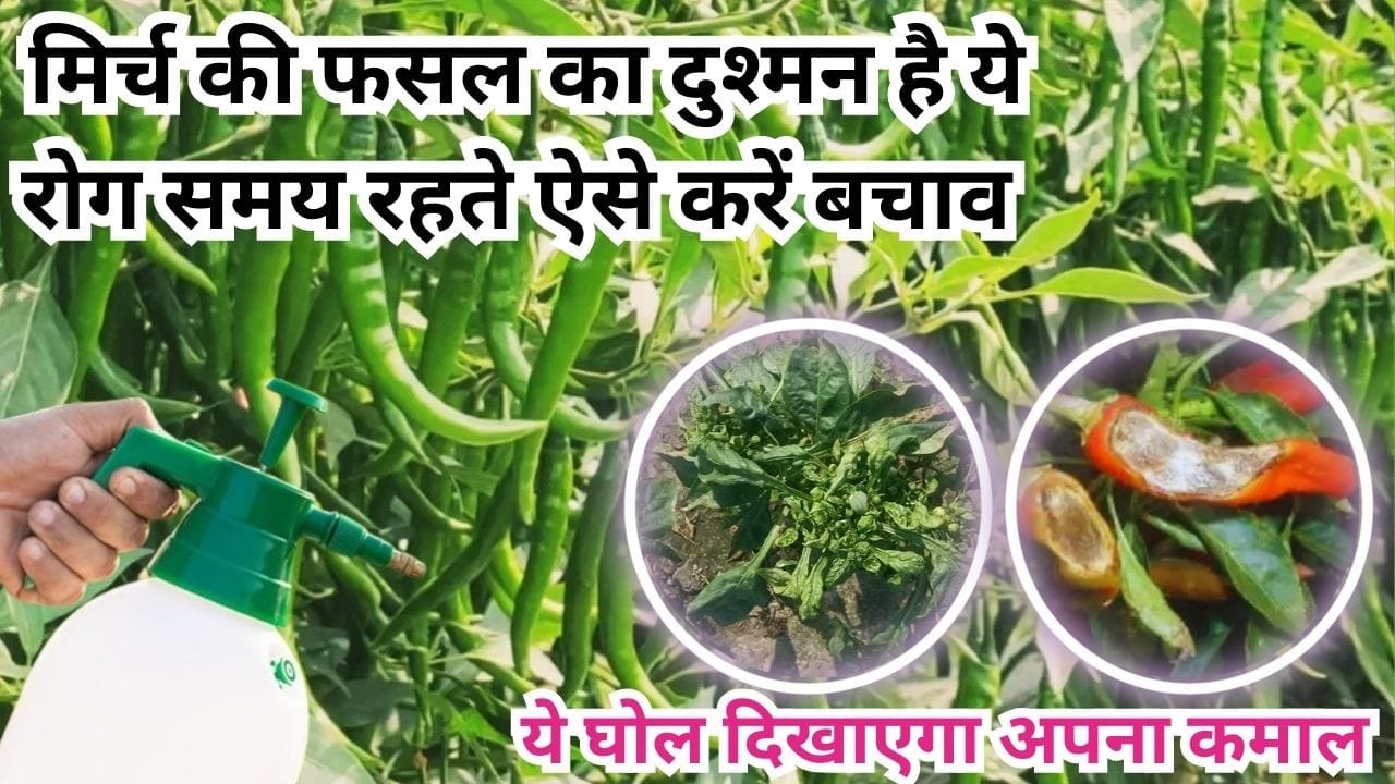 Agricultural Tips: मिर्च की फसल का दुश्मन है ये रोग, समय रहते ऐसे करें बचाव नामोनिशान मिटा देगा ये घोल दिखाएगा शानदार कमाल