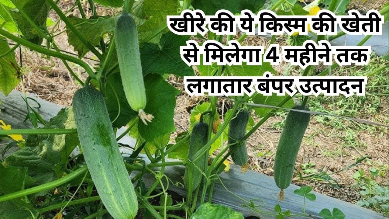 खीरे की ये किस्म से मिलेगा 4 महीने तक लगातार बंपर उत्पादन, एक एकड़ में करें बुवाई ताबड़तोड़ होगी लाखों में कमाई, जाने नाम