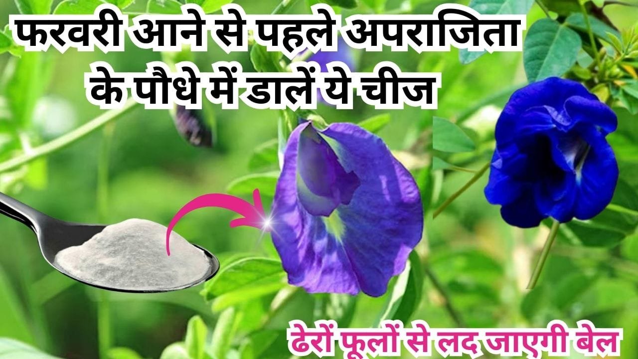 Gardening tips: फरवरी आने से पहले ही अपराजिता के पौधे में डालें ये खाद, ढेरों फूलों से लद जाएगी बेल माली ने खुद इस्तेमाल करके दिखाया कमाल