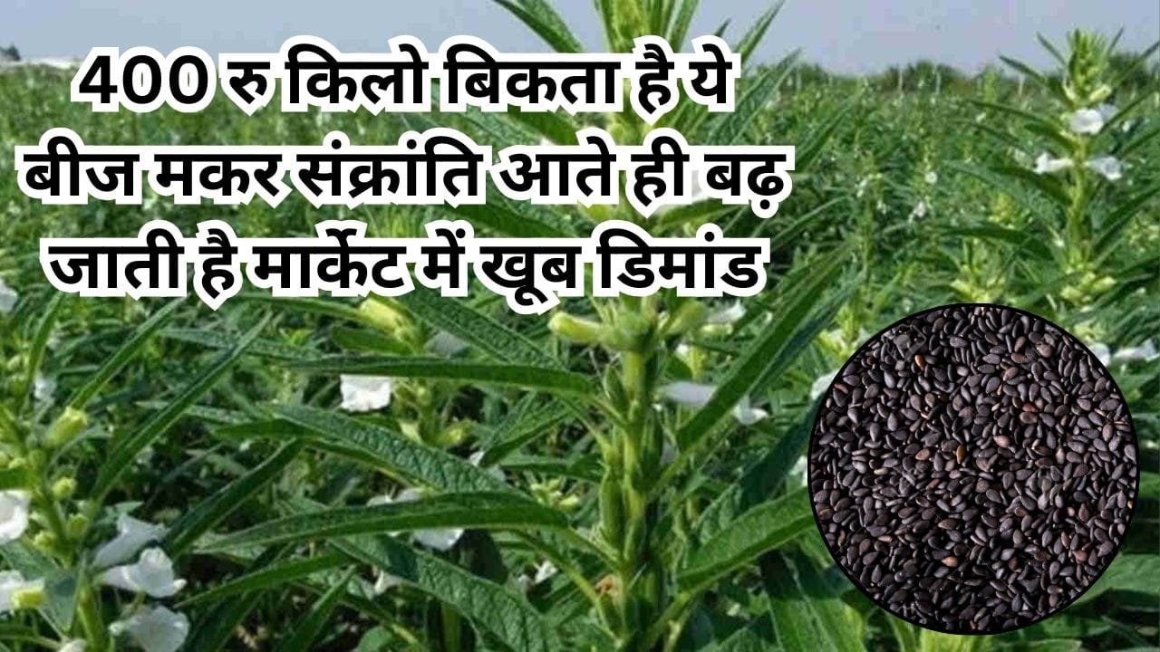 400 रूपए किलो बिकता है ये काला बीज, मकर संक्रांति आते ही बढ़ जाती है मार्केट में खूब डिमांड, खेती से हो जाएंगे मालामाल, जाने नाम