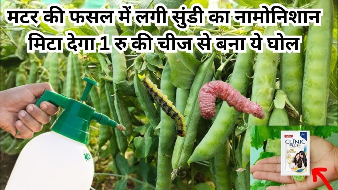 Agricultural Tips: मटर की फसल में लगी सुंडी का नामोनिशान मिटा देगा 1 रु की चीज से बना ये घोल, ऐसे करें इस्तेमाल देखें शानदार कमाल