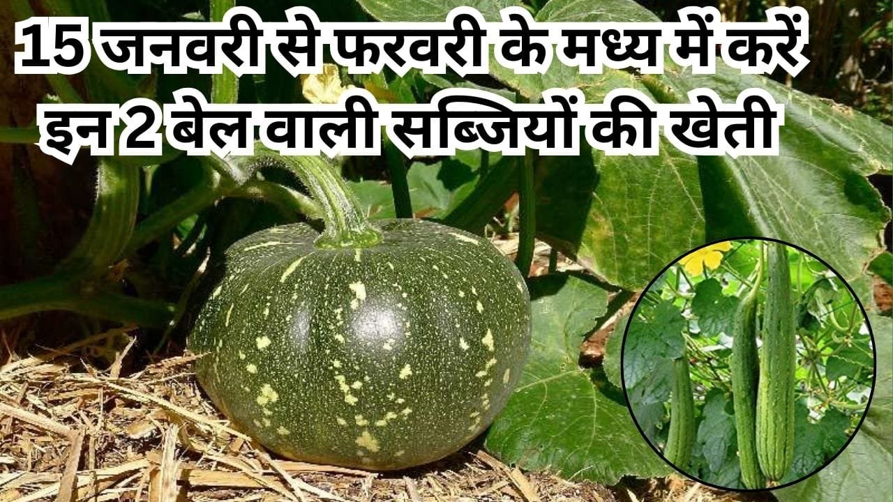 Agricultural Tips: 15 जनवरी से फरवरी के मध्य में करें इन 2 बेल वाली सब्जियों की खेती, मंडी में है तगड़ी डिमांड, जाने नाम
