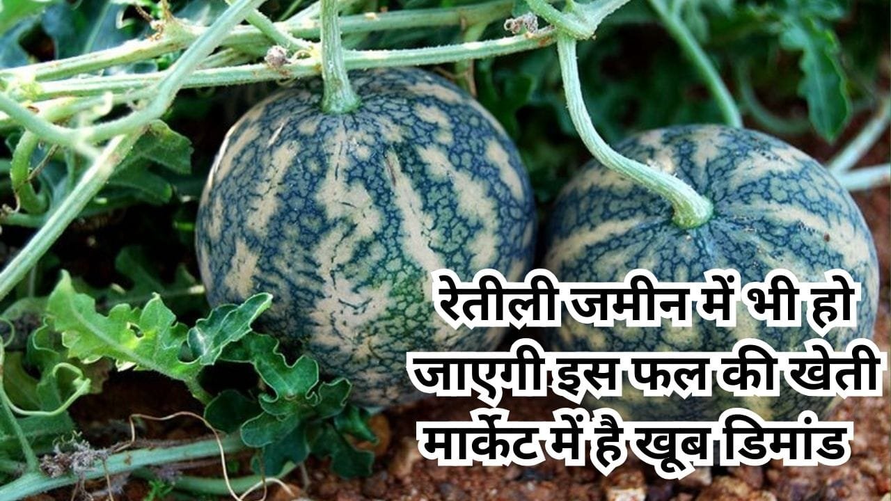 रेतीली जमीन में भी हो जाएगी इस फल की खेती, औषधीय गुणों की है खदान खेती से किसान हो जाएंगे मालामाल, जाने नाम और काम