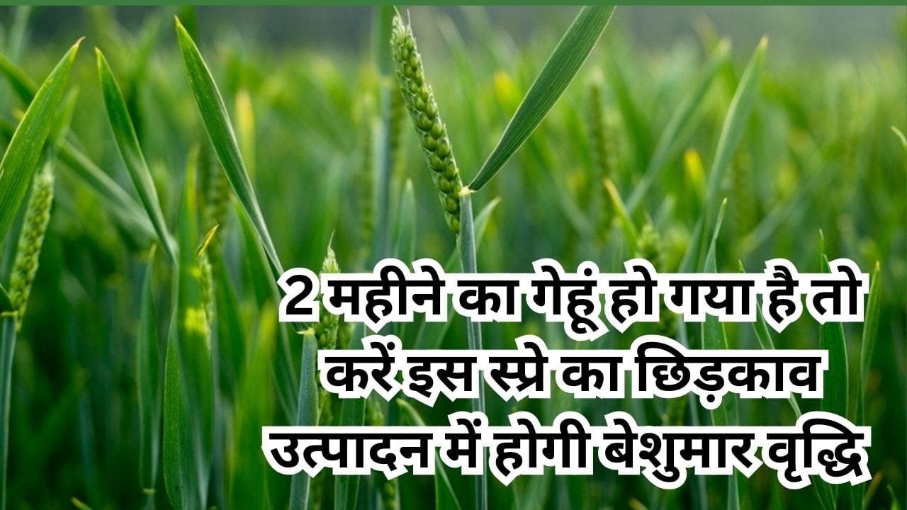 Agricultural Tips: गेहूं की फसल की ऐसे करें देखभाल, 2 महीने का हो गया गेहूं तो करें इस स्प्रे का छिड़काव उत्पादन में होगी बेशुमार वृद्धि