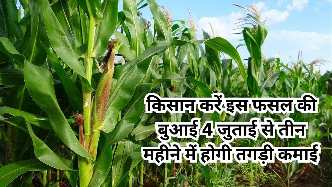 सर्दियों के महीने में किसान भाई करें इस फसल की बुआई, सिर्फ 4 किलो बीज और 4 जुताई से तीन महीने में शुरू होगी जबरदस्त कमाई